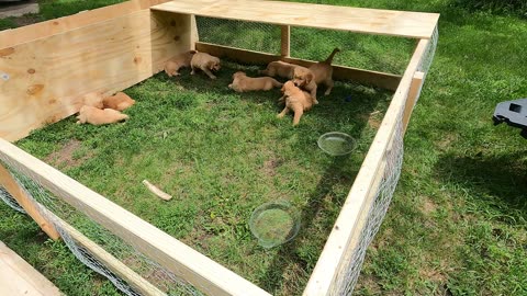 Moore Farm and Kennel Puppy Playdate