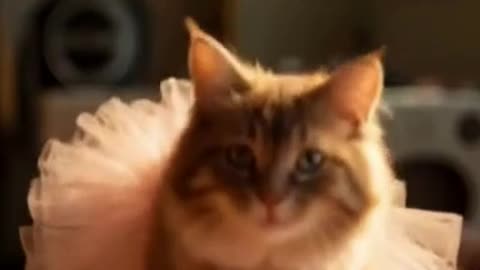 ballerina cat