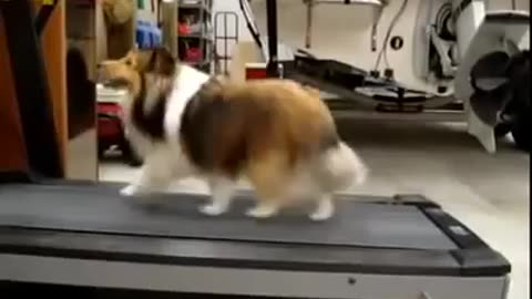 Dog Cheats on the Treadmill ¦ AFV (300p_30fps_H264-128kbit_AAC)