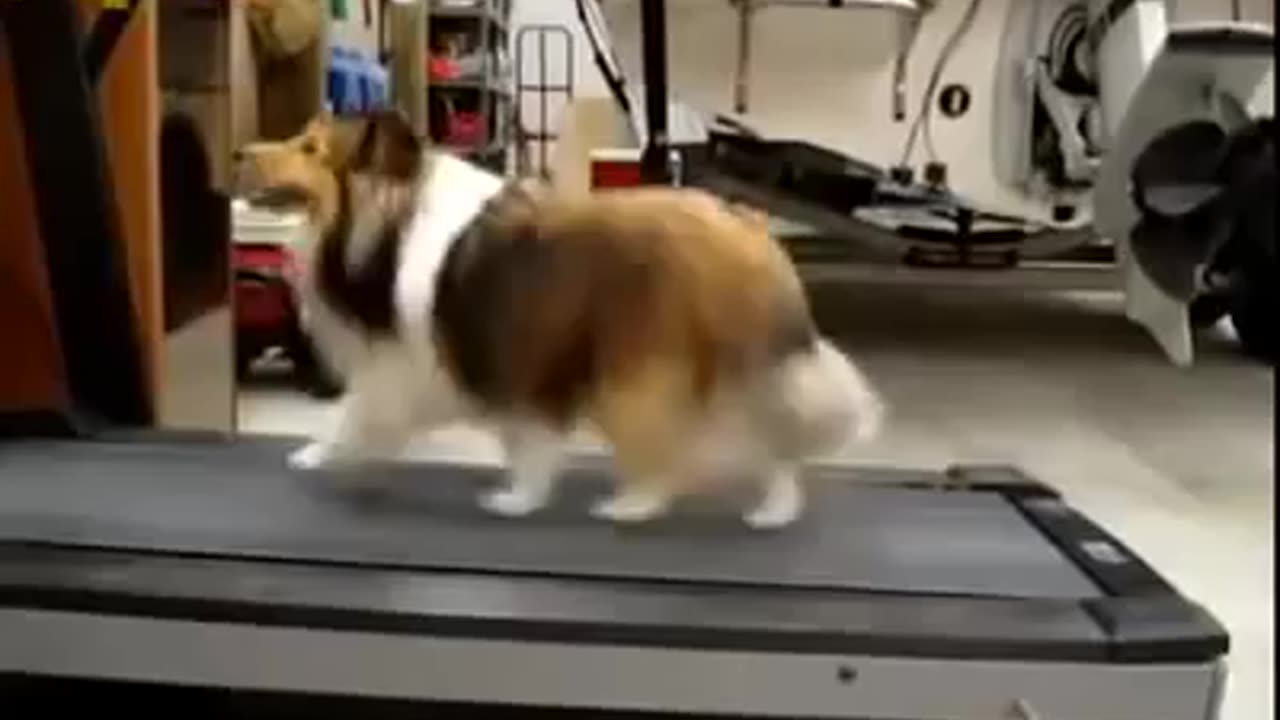 Dog Cheats on the Treadmill ¦ AFV (300p_30fps_H264-128kbit_AAC)