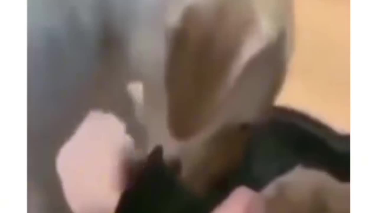 A Dog’s Ultimate Gesture: A Life for a Life!