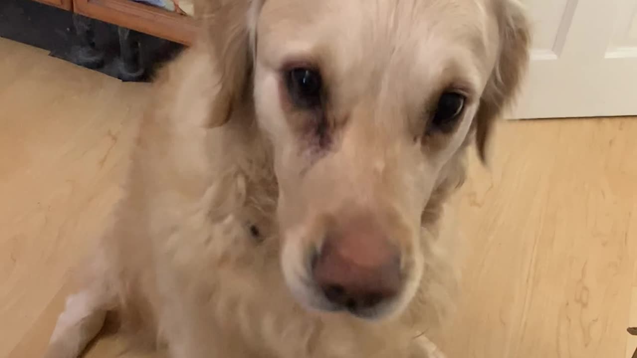 Golden Retriever Collecting the Post