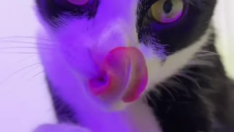 Licking Cat