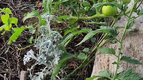 Rutgers II Improved Tomato