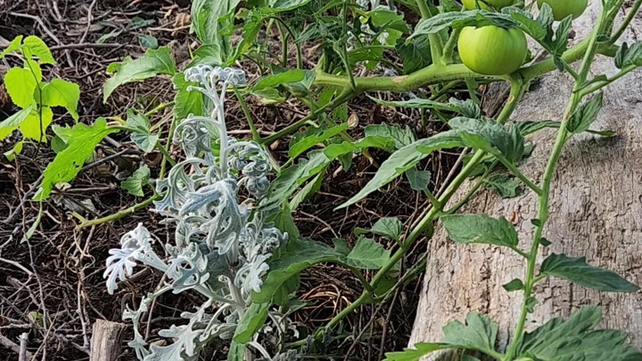 Rutgers II Improved Tomato