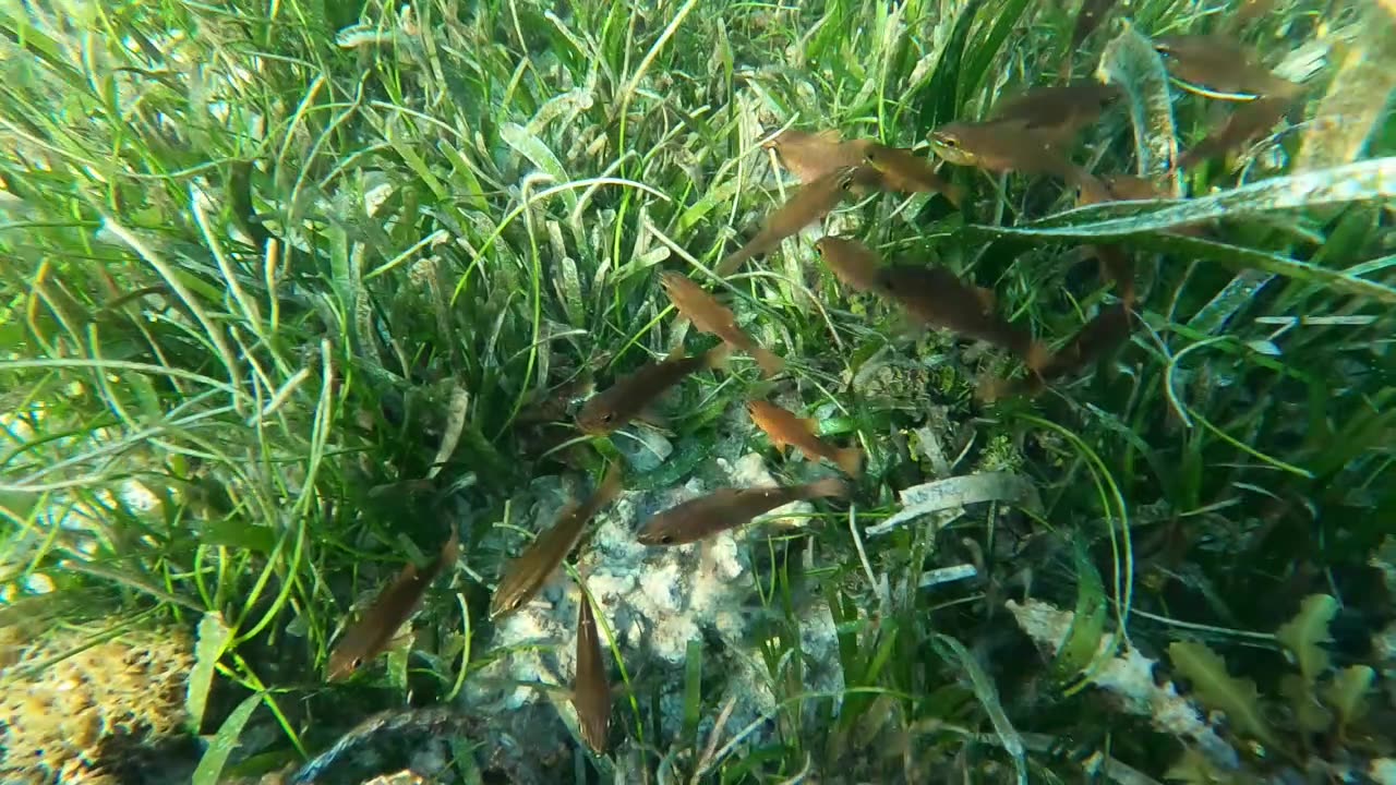 Philippines, the Camotes - 3: Tulang Island
