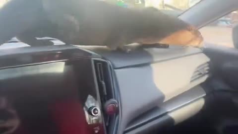 Car Otter