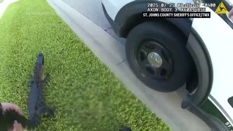 Florida deputy removes small alligator from a pool with his bare hands