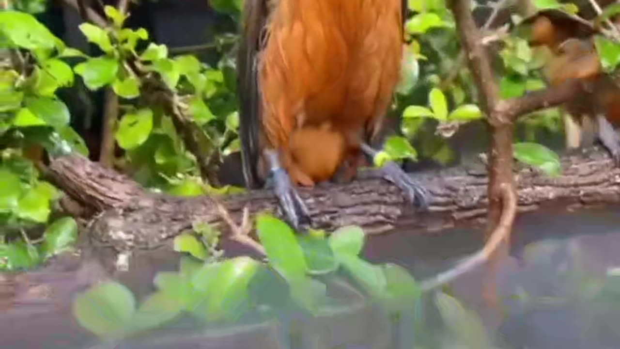 The birds with the most interesting sounds