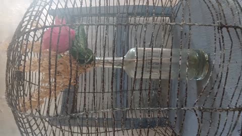 Bird cage chair