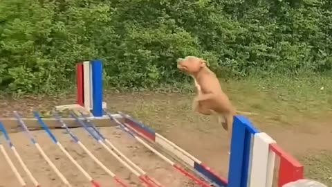 Super dog