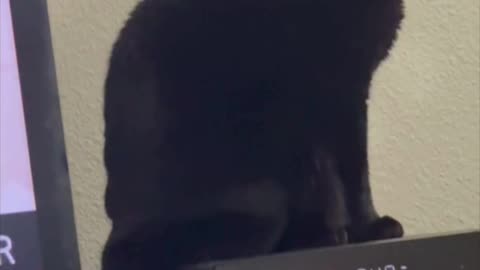 Cute Precious Piper Sits Up on Her Heated Tuffet - My Adopted Shelter Cat Vlog #shorts
