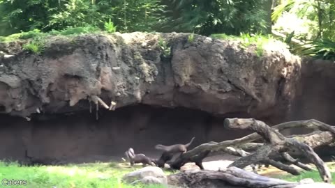Funny animal video