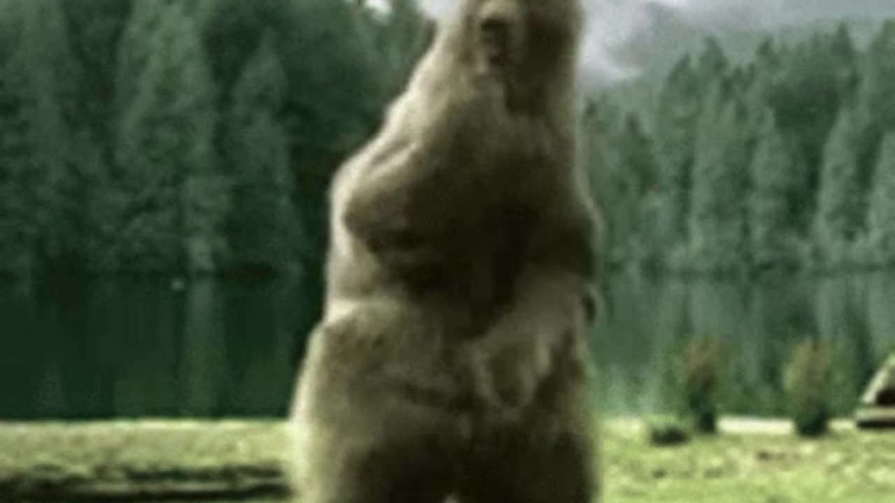 BEAR DANCE MUSIC completo - Made with Clipchamp.mp4