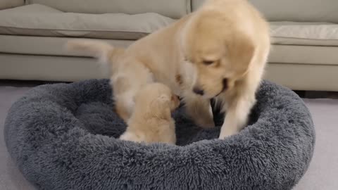 Golden retriever puppy funny moments