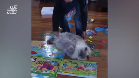 Cute Animals Dancing to Music #39
