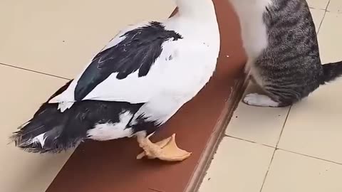 Rața și Pisica – Prietenie Amuzantă și Drăgălașă! 🐱🦆 / Funny and Cute Duck & Cat Friendship!