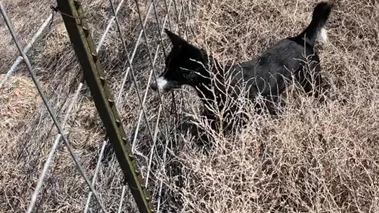 🐕🌞🐾❤️❤️