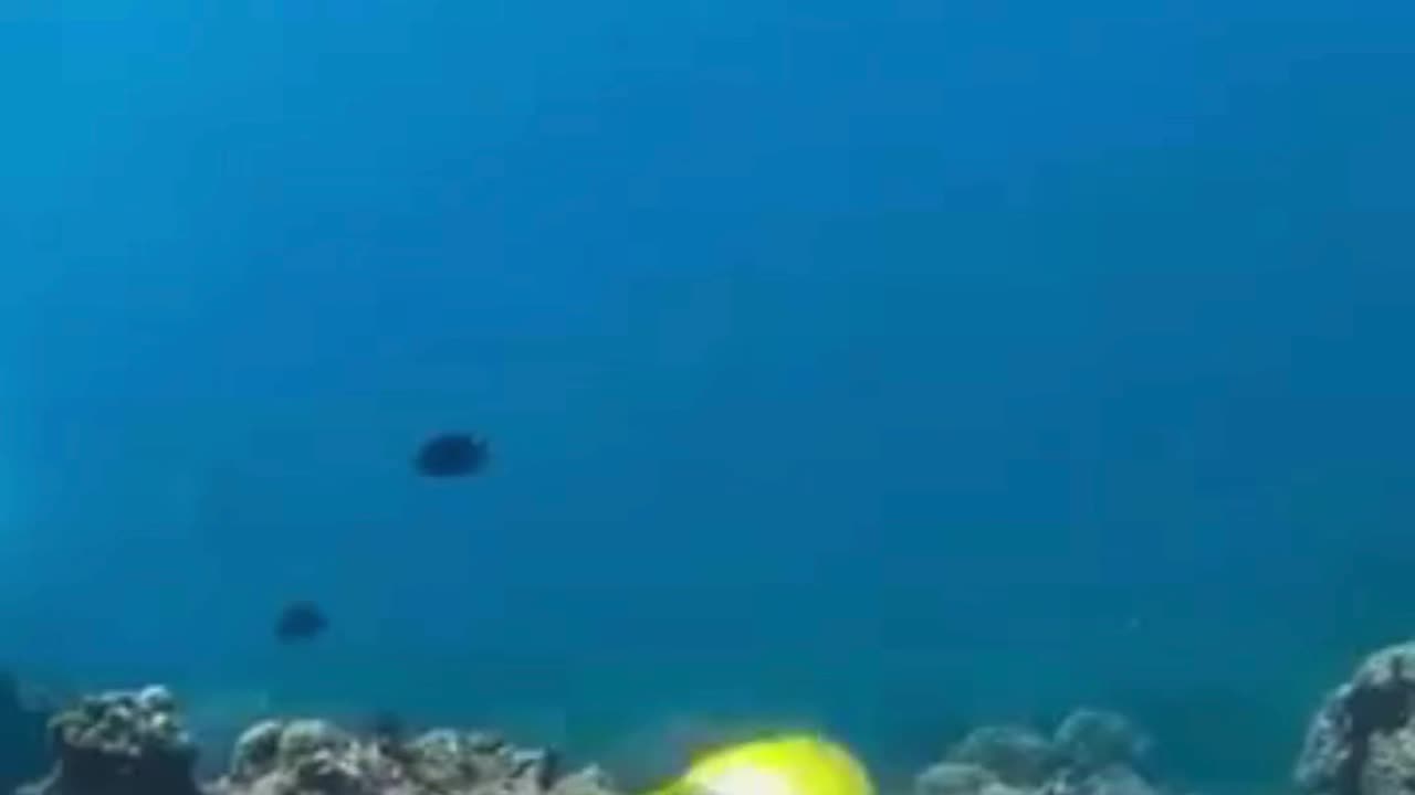 💋Mating Rituals of Undersea Fishes