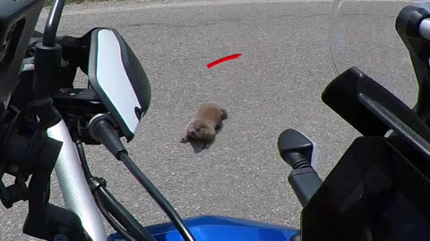 Groundhog on the road!