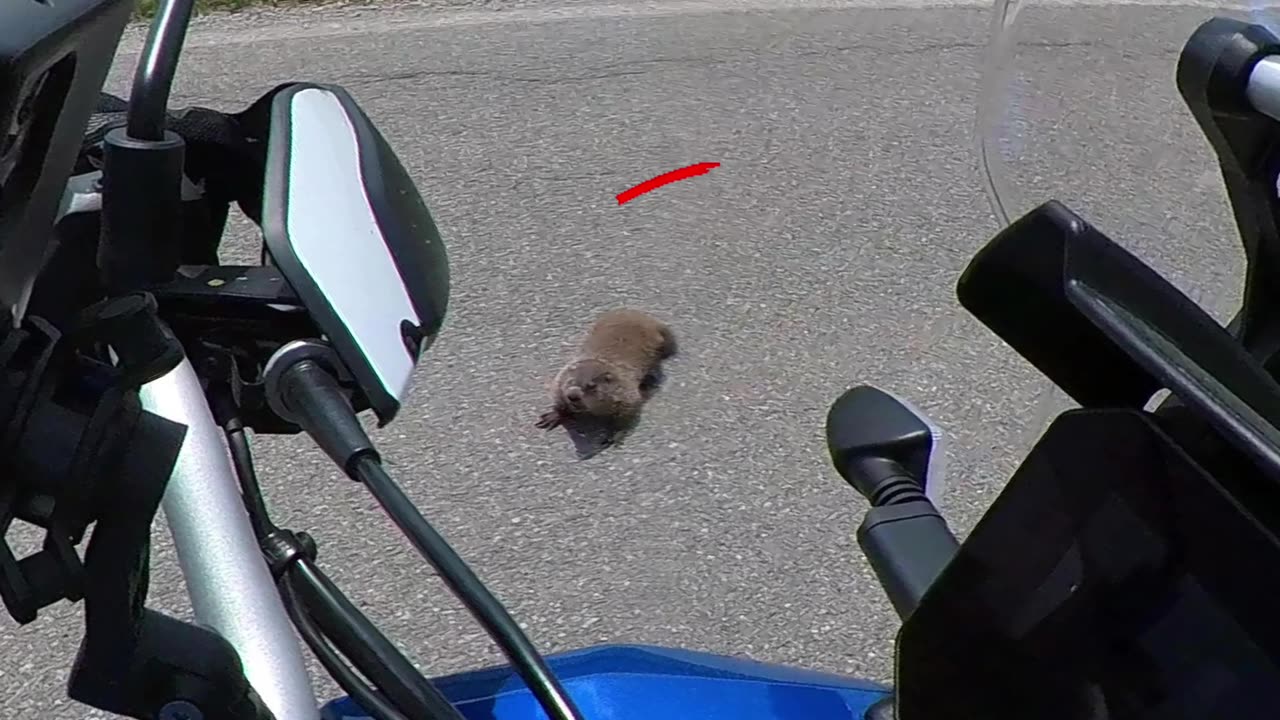Groundhog on the road!