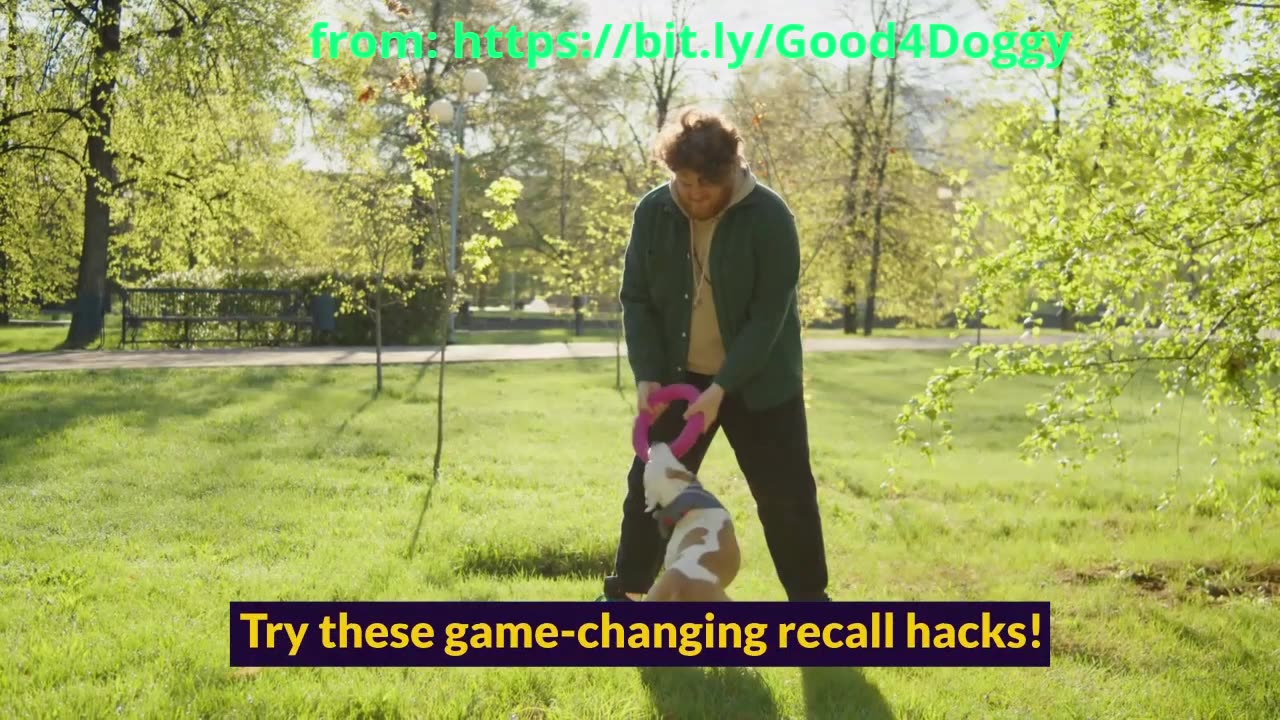 Mastering the Art of Dog Recall - Essential Techniques to Apply! Works Fast