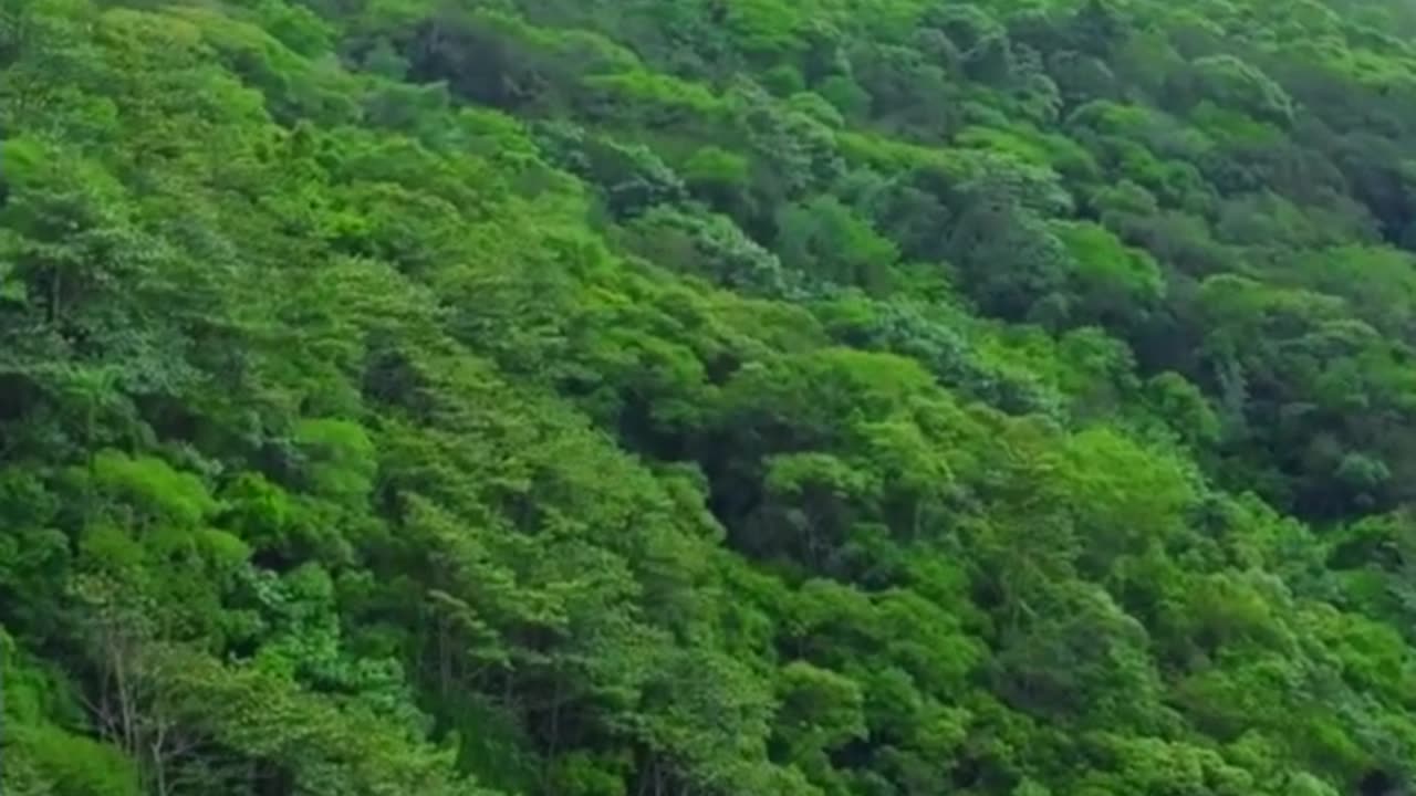 Mr.Beast - Surviving a Flash Flood in the Amazon Rainforest