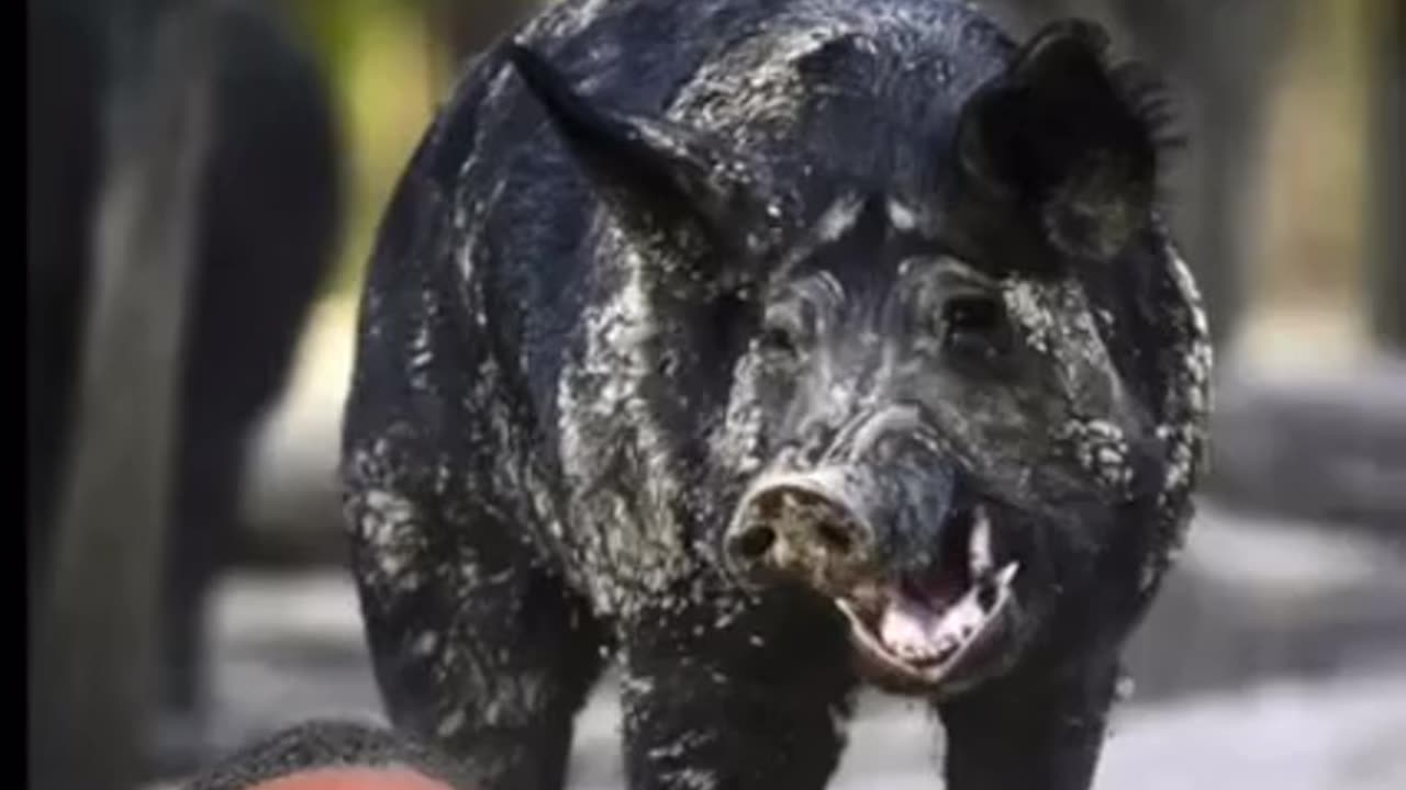 THE BIG 🍔 MAC TRUTH⁉️