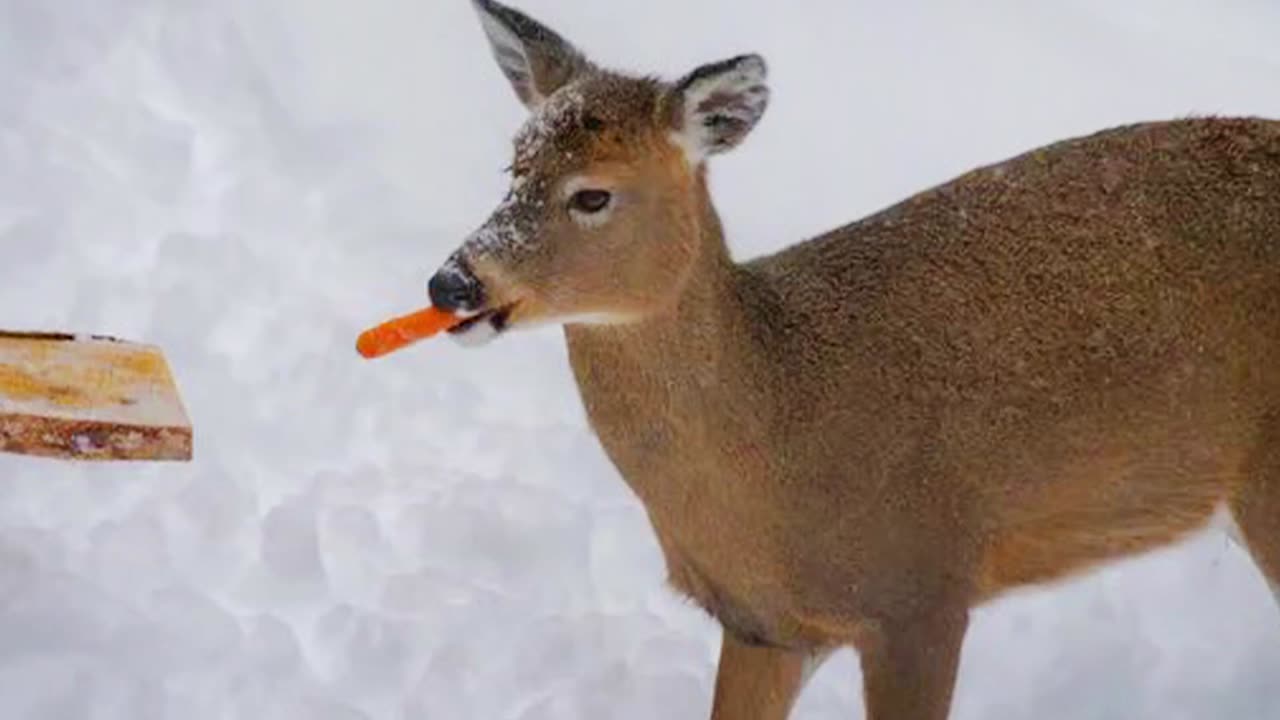 Why are animals this unintentionally funny?! 😂