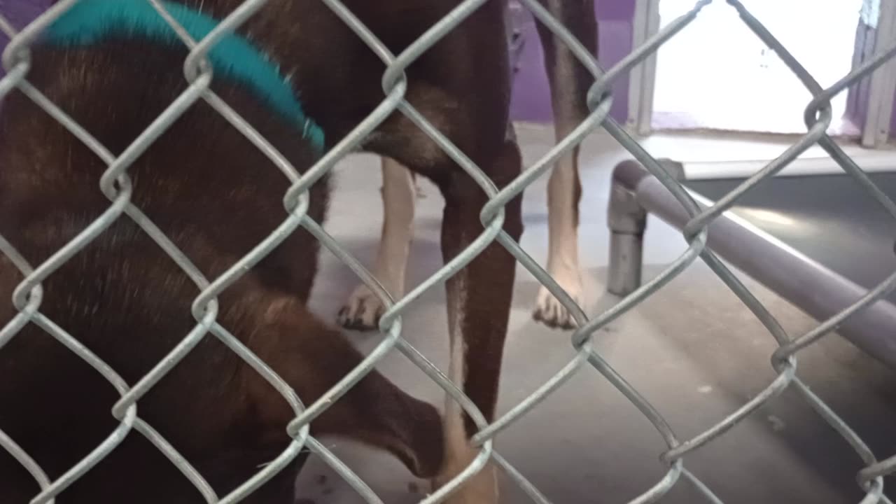 Jax 1y Pet Id 946904 kennel 25 HSSAZ shelter he's happy, saw he likes chewing up his toys2025912666