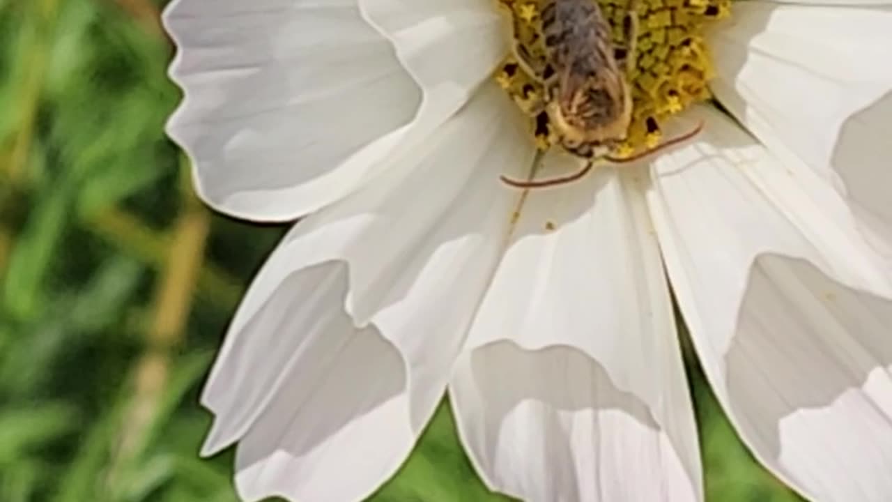 Bee, Hive #3 The Zone 13 Wildflower Area