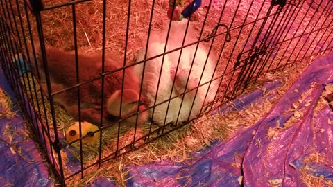 Dream time with Tooey and Lemongrab. #SparklegleamFarm #Lemongrab #Tooey #farm #geese #farmanimals