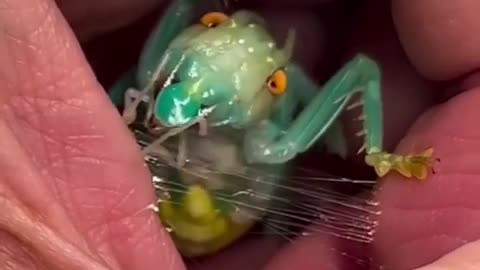 🧠✨ Rasping Crickets Spin Silk Just Like Spiders! | FeedMyCuriosity