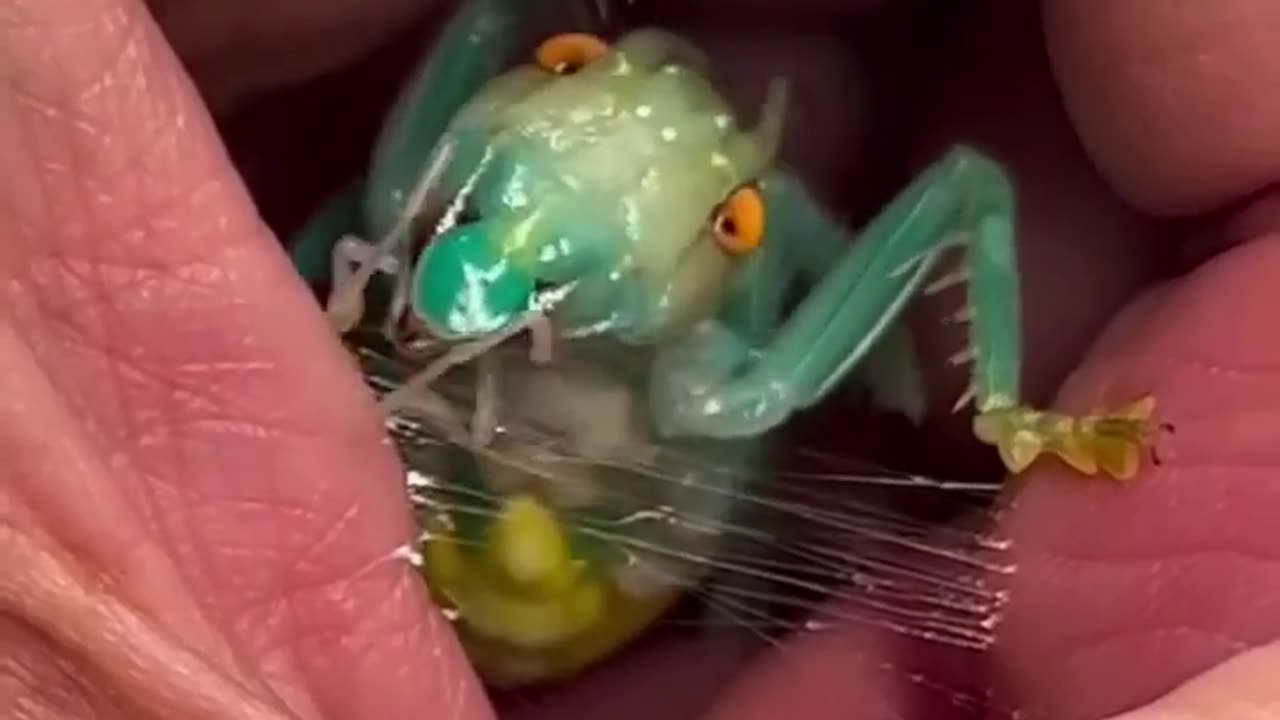 🧠✨ Rasping Crickets Spin Silk Just Like Spiders! | FeedMyCuriosity