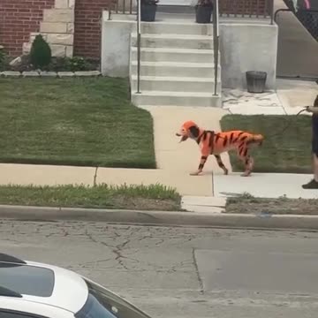 Meanwhile in Chicago