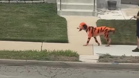 Meanwhile in Chicago