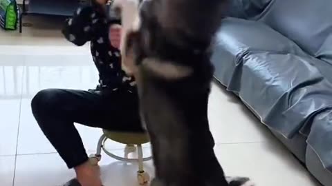 Dog's Comedy Videos 🤣 so cute videos 😍 funny videos 🤣