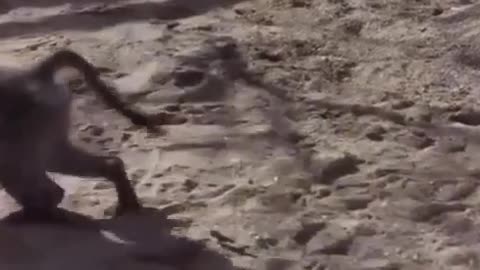 Animals in Forest
