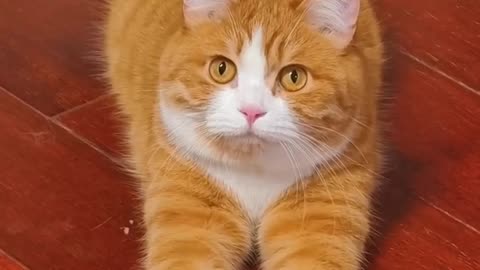 Cats in joy mood