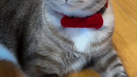 Distinguished Cat Wears a Bow Tie