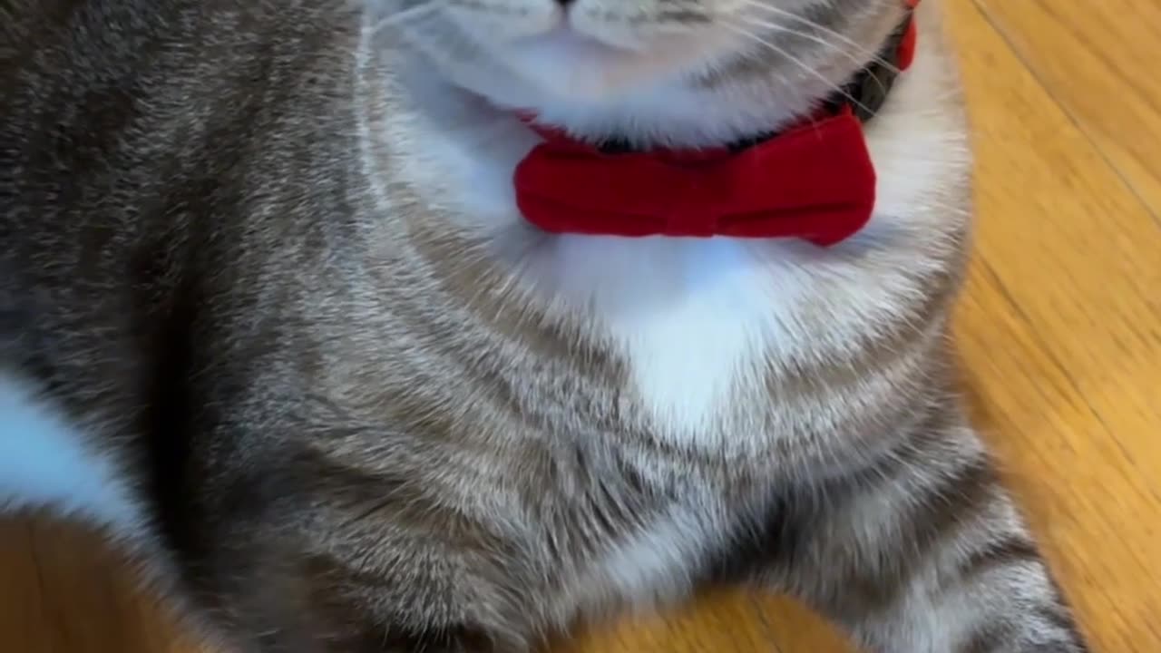 Distinguished Cat Wears a Bow Tie