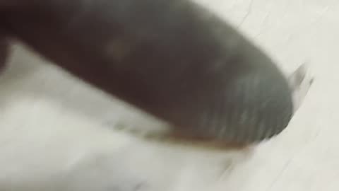 Does a lizard's tail contain cyanide?