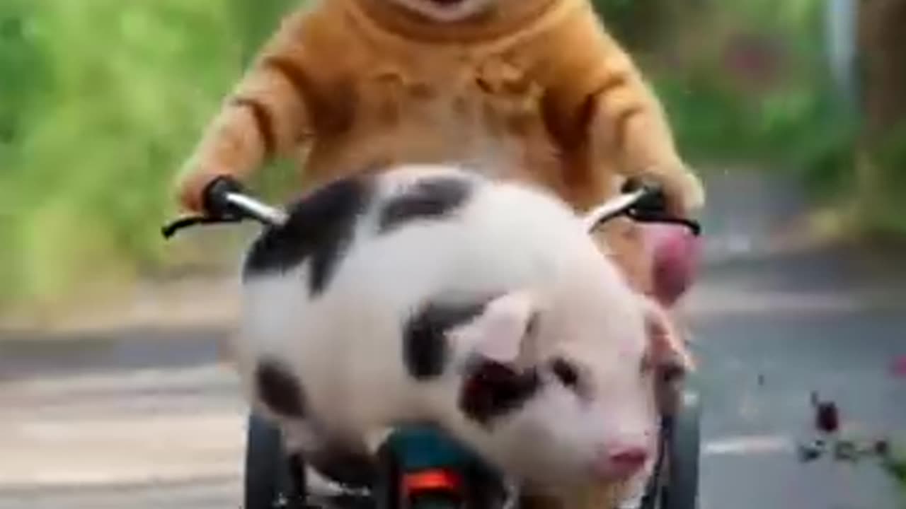 Cat and Piglet – Unlikely Friends Having Fun!"