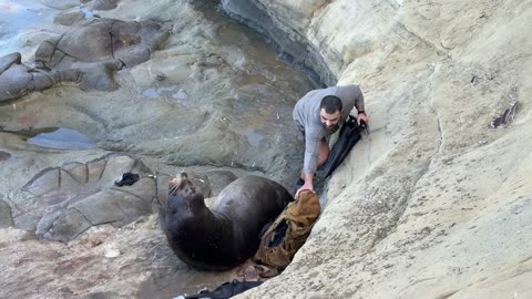 Sea Lion Uses Backpack as a Pillow
