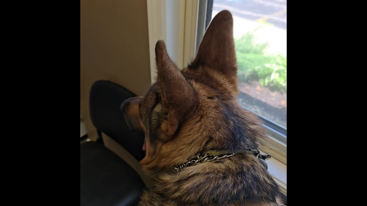 Virgil at the vet.