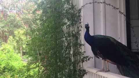 Beautiful peacock standing on the railing