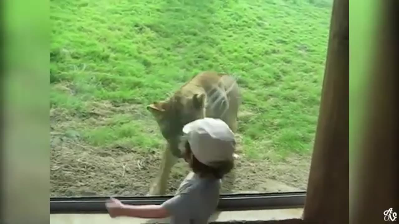 Please Follow me ,TRY NOT TO LAUGH [IMPOSSIBLE] [CLEAN] Funny Animal Videos - Funny Cats And Dogs