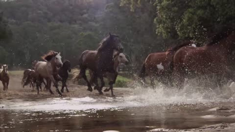 TIIC Presents : "When Justice Becomes A Machine"