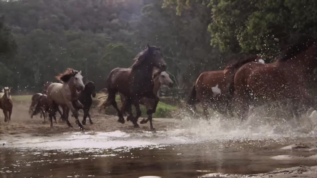 TIIC Presents : "When Justice Becomes A Machine"