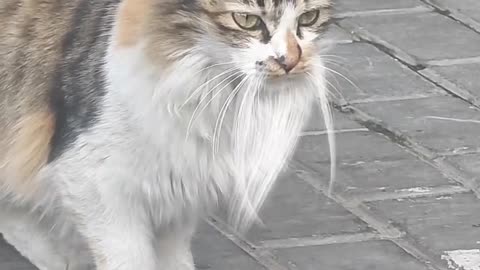 گربه چینی🤣🤣😂